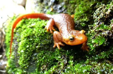 Newt - Description, Habitat, Image, Diet, and Interesting Facts