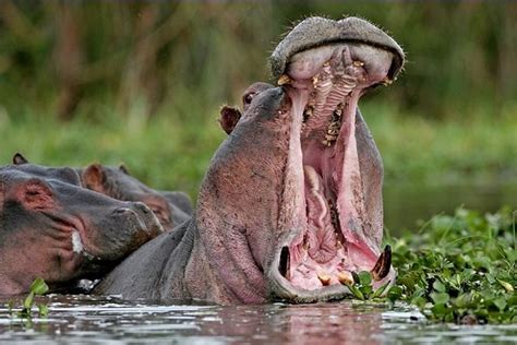 Hippo - Wild Animals Photo (2617501) - Fanpop