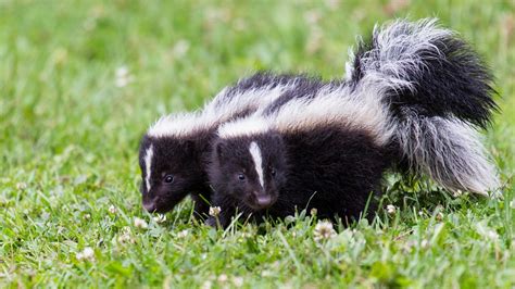 Skunk habitat, species and amazing facts about Mephitidae family mammal ...