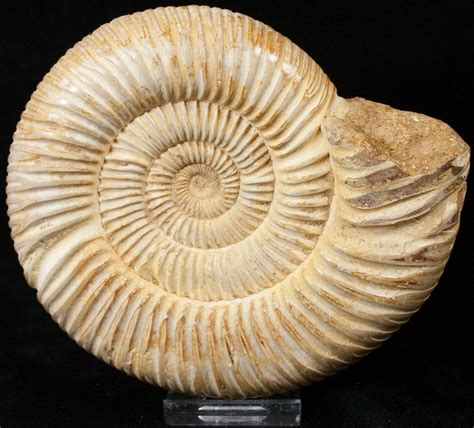 5.1" Perisphinctes Ammonite - Jurassic (#17074) For Sale - FossilEra.com