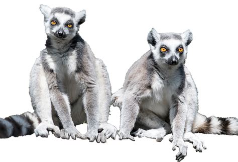 Lemur PNG Transparent Images