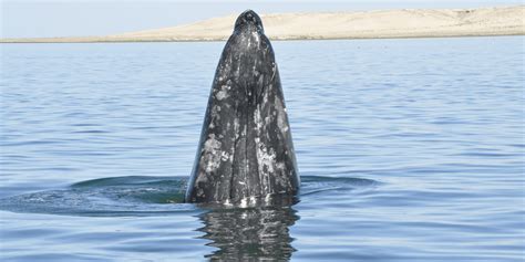 Gray Whale Facts and Figures - Gray Whale Breeding and Migration