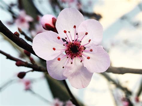 Plum Blossom Symbolism and Bloom Time