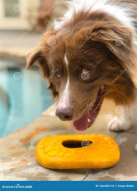 Frisbee Border Collie stock photo. Image of play, border - 166440116