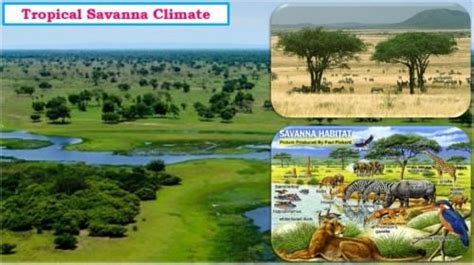 Savanna Climate (Tropical Wet Dry Climate) - PMF IAS