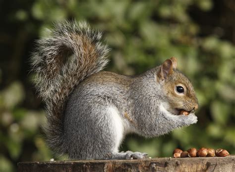 Please speak out for grey squirrels! - Animal Aid