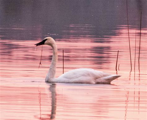 Trumpeter Swan from Marl Lake, Michigan 48653, USA on November 5, 2023 ...