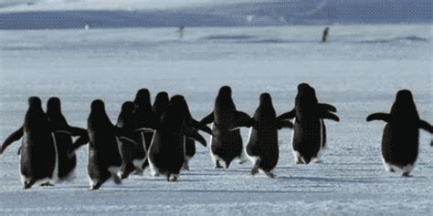 Animated Penguins Gif