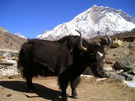 Yak Animals | Interesting Facts & Latest Pictures | All Wildlife ...