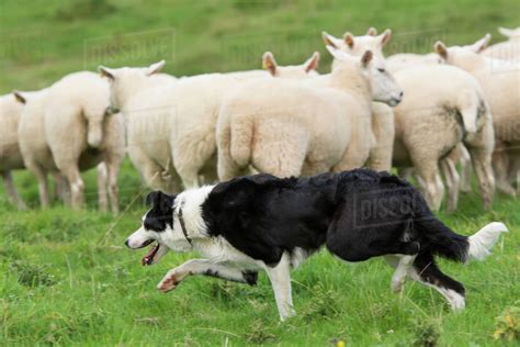 Border Collie sheepdog working a flock of sheep; Cumbria, England ...