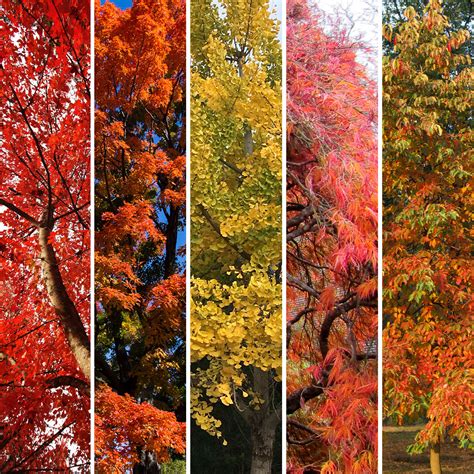 Autumn Colour Tree Collection - The Diggers Club