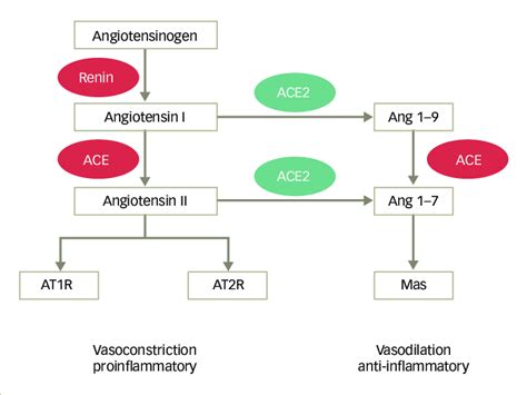 The physiological role of angiotensin-converting enzyme 2 | Download ...