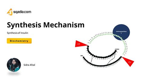 Synthesis of Insulin