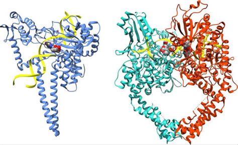 DNA topoisomerase function, structure & topoisomerase inhibitors