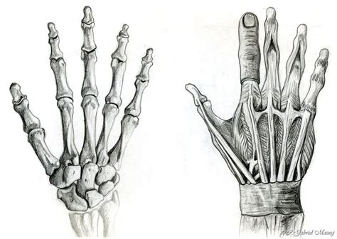 Bildresultat för hands anatomy | Human anatomy drawing, Anatomy art ...