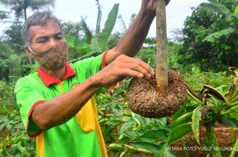 Tidak sampai 2 tahun tanam porang bisa kantongi Rp 3 miliar, ini caranya