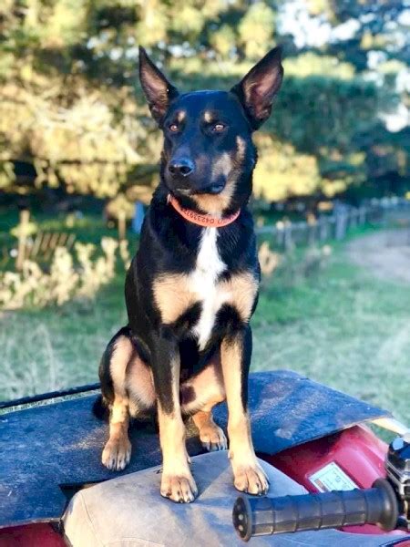 Kelpie puppies | Farm Tender