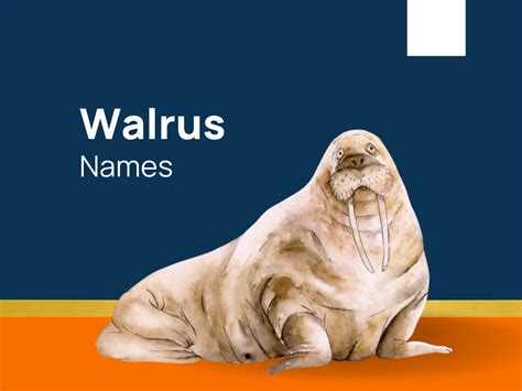 1420+ Walrus Names for Beloved Marine Buddy (+Generator)