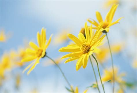 91 Hd Images Of Yellow Flowers For FREE - MyWeb