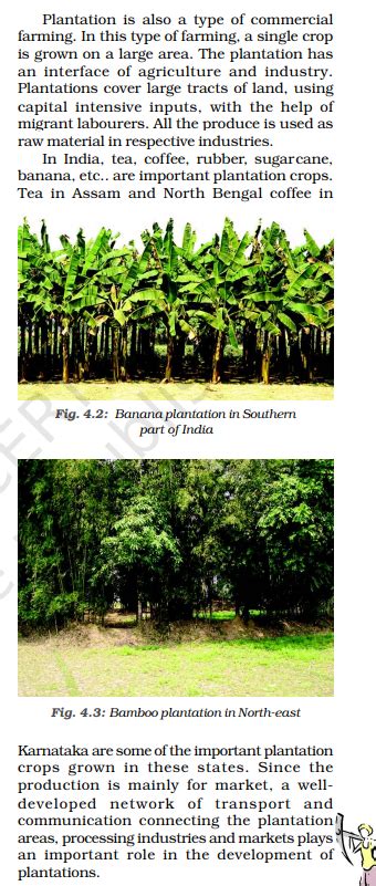 What are Plantation Crops? Know Major Characteristics & Examples