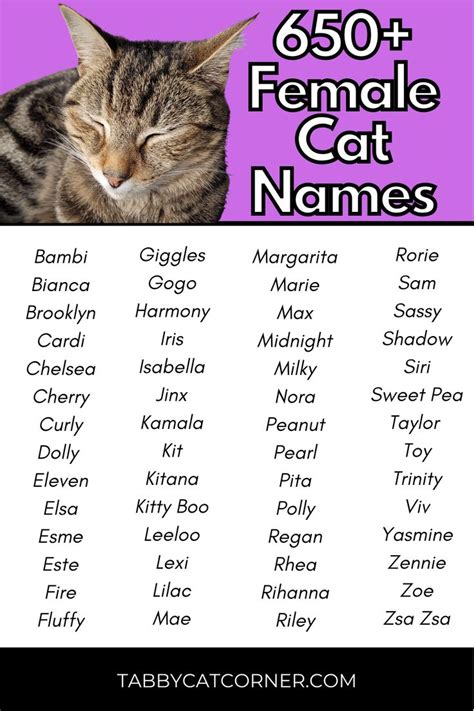 650+ Female Cat Names in 2023 | Female cat names unique, Cute cat names ...