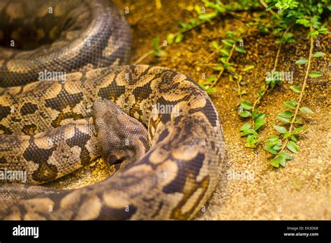 Snakes in a terrarium in the zoo Stock Photo - Alamy