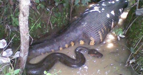 This naturalist was swallowed whole by an anaconda and it was all ...