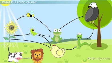 Grassland Food Chain - Video & Lesson Transcript | Study.com