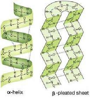 Protein secondary structure showing α -helix | Download Scientific Diagram