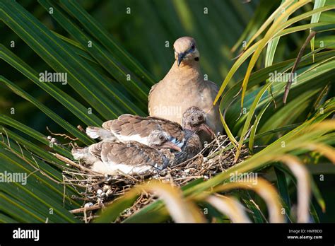 white wing dove with her chicks in nest Stock Photo - Alamy