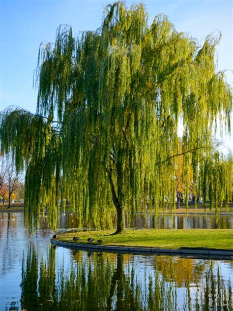 Plant Trees In Wet Areas: Using Water Loving Trees In Poor Drainage Soil