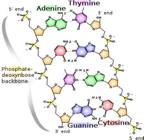 Chemical structure of DNA, displaying four nucleobase pairs made by ...