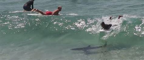 Heart-Stopping Moment Surfer Narrowly Misses Shark While Catching a ...