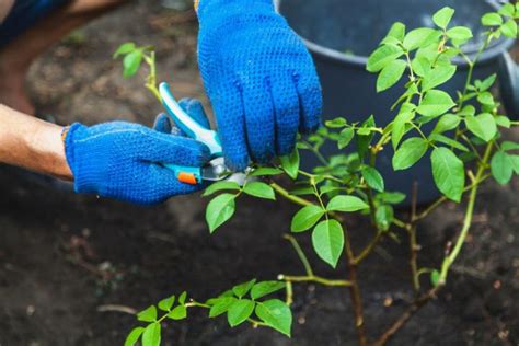 Propagating Roses: Tips For Propagating With Seeds And Cuttings