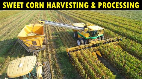 Which of the Following Shows Methods of Harvesting Corn - SaniyagroHolmes