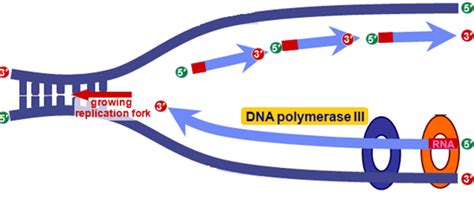 Why DNA polymerase can only work from 5' to the 3'? ~ Biology Exams 4 U