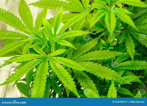 Canabis Plants Showing Bright Green Leaves Stock Image - Image of hemp ...