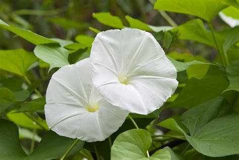 When To Plant Moonflower Seeds | Chicago Land Gardening