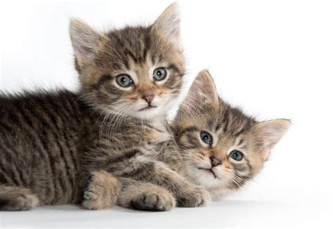 Two cute kittens playing stock image. Image of adorable - 96950635