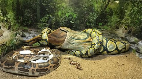 Guindy national park/chennai snakes park/பாம்பு பண்ணை/Guindy/children's ...