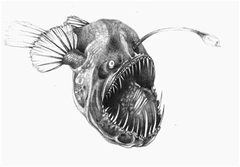 Angler Fish Sketch at PaintingValley.com | Explore collection of Angler ...