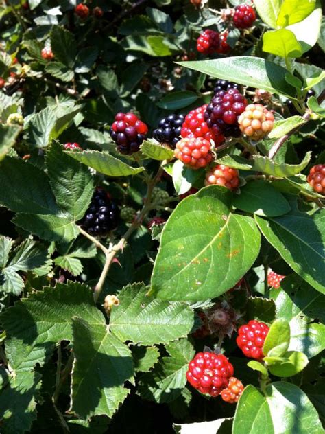 How to Get Rid of Blackberry Brambles | HGTV