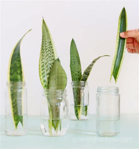 How To Propagate Snake Plant In Water - Plant Ideas