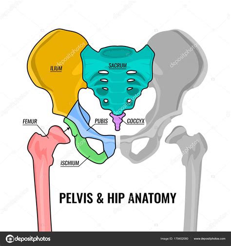 Pelvis Anatomy Scheme — Stock Vector © annyart #179452080