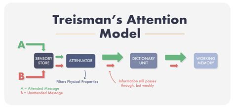 Attention (Psychology Theories) - Practical Psychology