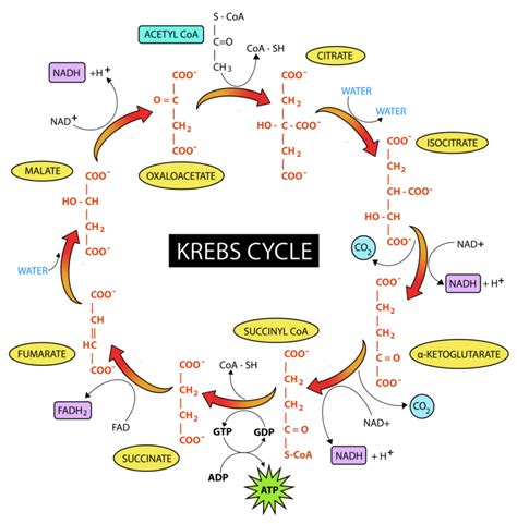 15.2: The Citric Acid Cycle - Chemistry LibreTexts