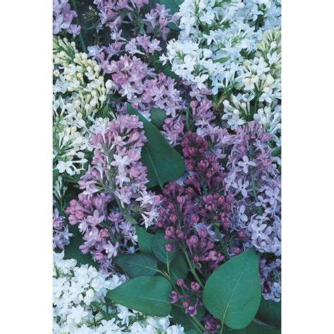 Mixed Lilac Flowering Shrub in Pot (With Soil) (L11994) at Lowes.com