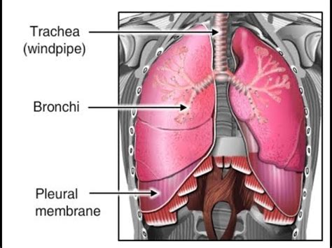 How Breathing Works Animation - Inhalation & Exhalation Process Video ...