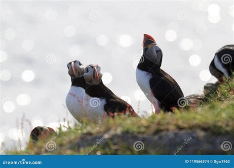 Puffins during Mating Season Stock Photo - Image of animals, fragile ...