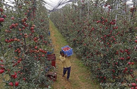 From Traditional to Trendy: Kashmir’s Apple Growers Embrace Exotic ...